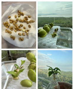 小众送妈妈的花有哪些花