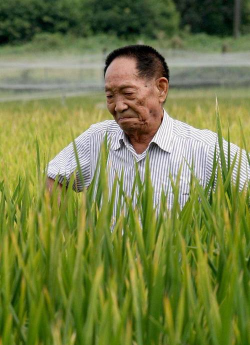 袁隆平培育出了什么水稻