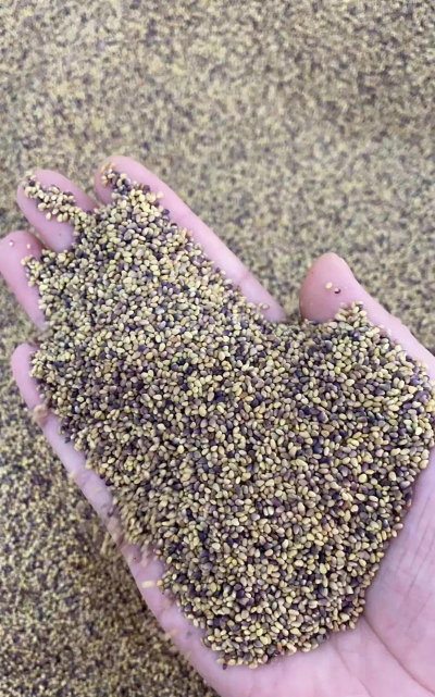 草籽一斤种多少平方