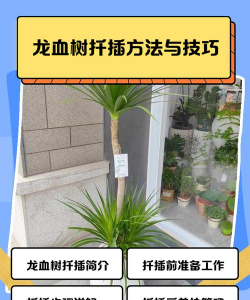 龙血树的扦插方法和注意事项 龙血树的扦插方法和注意事项