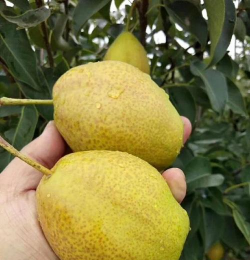 即将销售的红香酥梨成熟之后,接下来农民伯伯会做什么