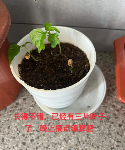 樱桃籽能种樱桃吗