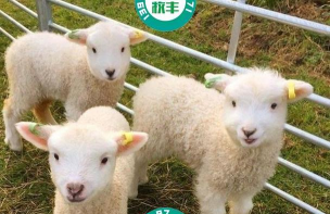 50只羊一年吃几亩苜蓿