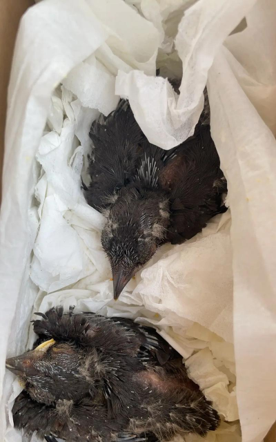 小众送妈妈的花有哪些花