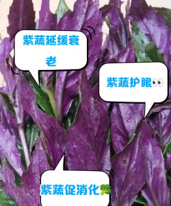 紫色菜有哪几种