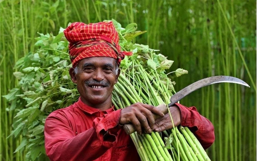 印度主要粮食作物