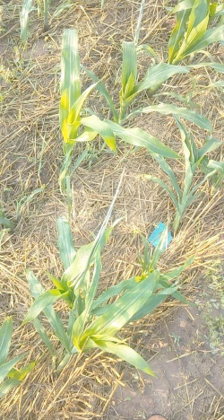 烟嘧磺隆对玉米有害吗