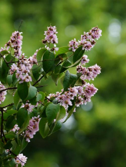 福建春天有哪些花