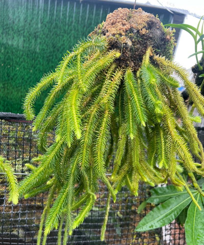 石松是蕨类植物吗