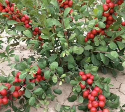 像樱桃的小红果是什么