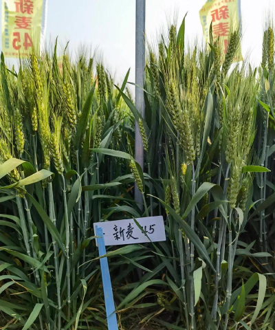 小众送妈妈的花有哪些花