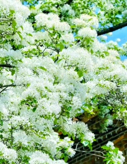 小众送妈妈的花有哪些花