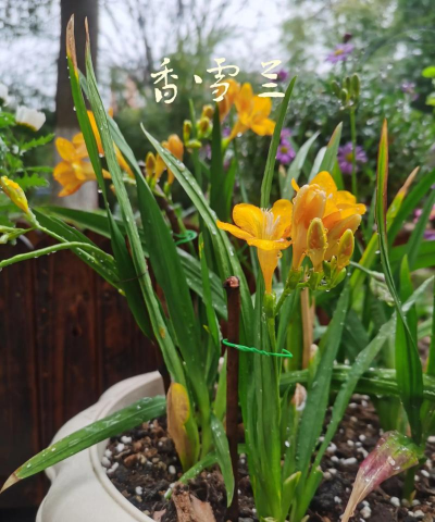 小众送妈妈的花有哪些花