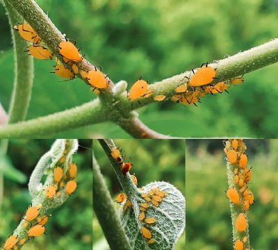 小众送妈妈的花有哪些花