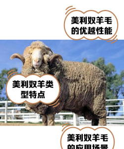 澳大利亚发展养羊业的有利条件是