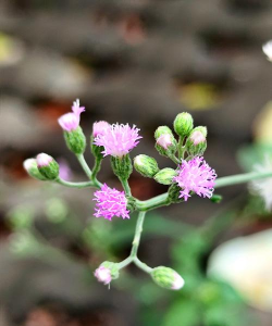 小众送妈妈的花有哪些花