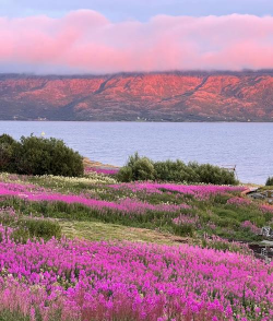 小众送妈妈的花有哪些花
