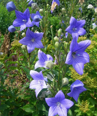 小众送妈妈的花有哪些花