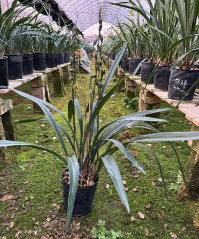 小众送妈妈的花有哪些花