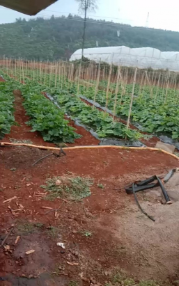 小众送妈妈的花有哪些花