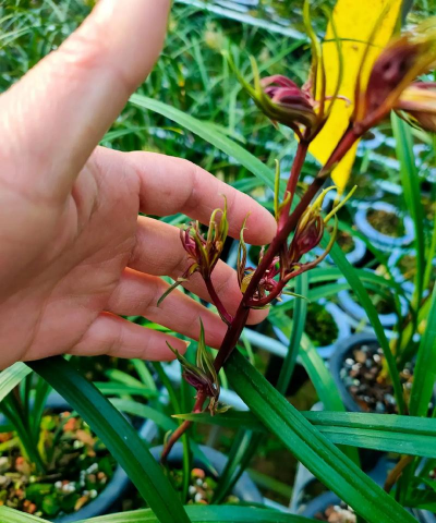 重庆室内种什么品种兰花