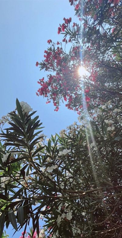 小众送妈妈的花有哪些花