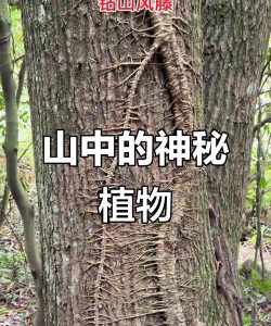 山中因子存在哪些植物里