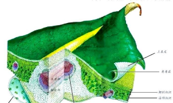 小众送妈妈的花有哪些花