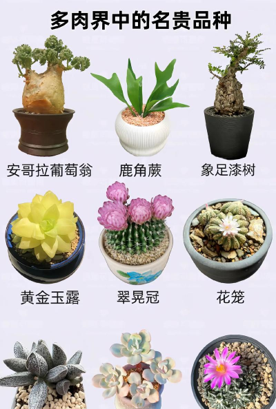 小众送妈妈的花有哪些花