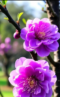 什么梅是紫色花