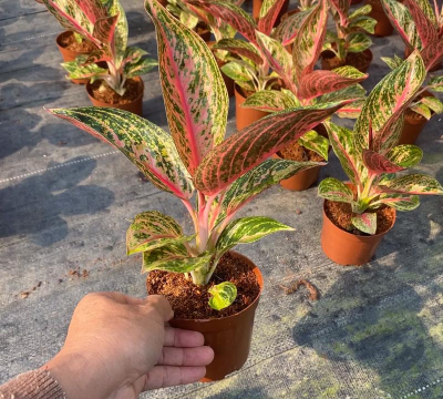 肋骨草长什么样