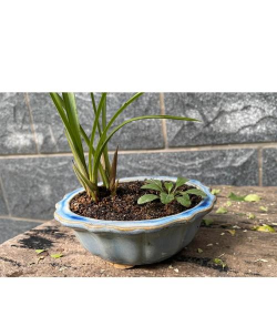 小众送妈妈的花有哪些花