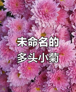 小众送妈妈的花有哪些花