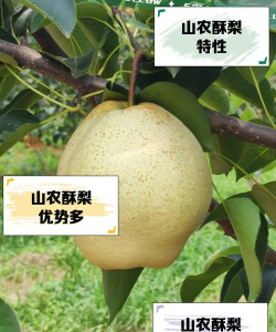 山农酥梨品种介绍