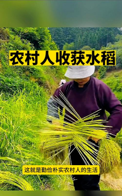 水稻打捆的方法和注意事项