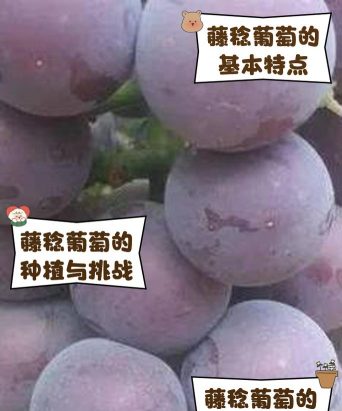 藤稔葡萄品种介绍