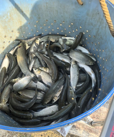 小众送妈妈的花有哪些花