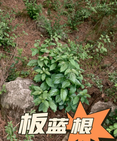 板蓝根植物长什么样子