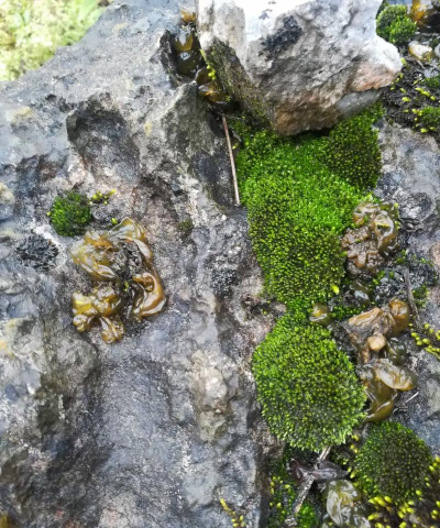 雷公菌是怎么长出来的