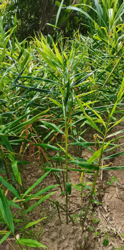 种植生姜甘蔗怎么种植的