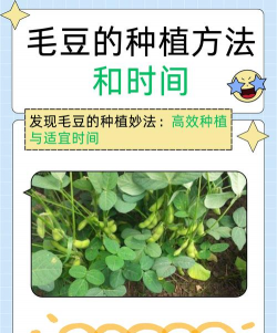 种植封面毛豆怎么种植的