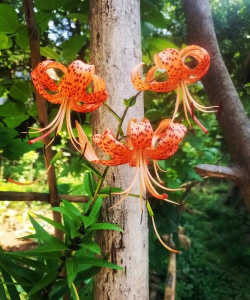 小众送妈妈的花有哪些花