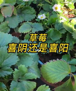 草莓喜阴还是喜阳