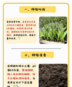 阳台种植莴笋苗怎么种植