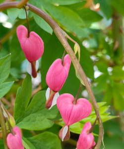 小众送妈妈的花有哪些花