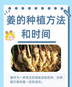 种植大姜需要怎么种植