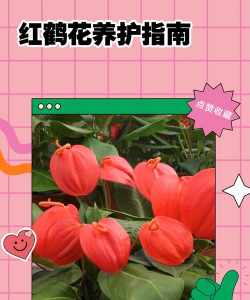 小众送妈妈的花有哪些花