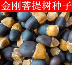 金刚是什么树的种子