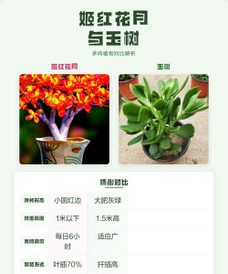 小众送妈妈的花有哪些花