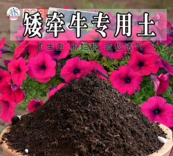 小众送妈妈的花有哪些花